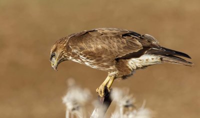 Common Buzzard