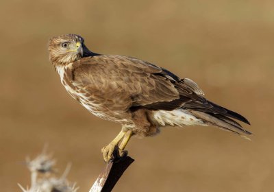 Common Buzzard