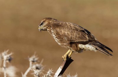 Common Buzzard