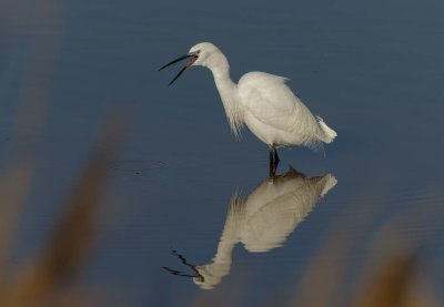 Little Egret