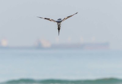 Pied Kingfisher