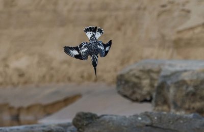 Pied Kingfisher