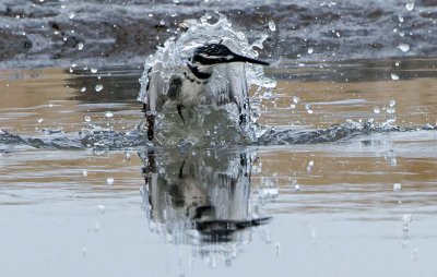 Pied Kingfisher