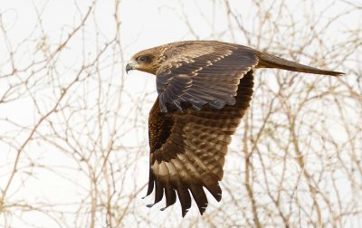 Black Kite