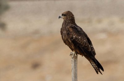 Black Kite