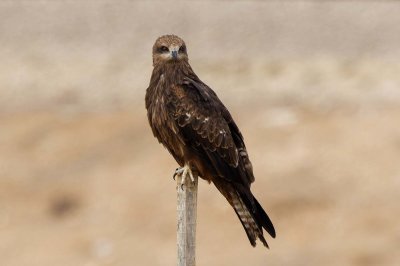 Black Kite