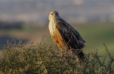 Long Legged Buzzard