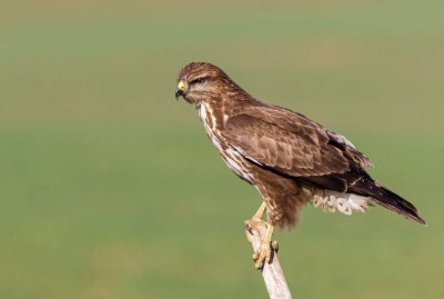 Common Buzzard