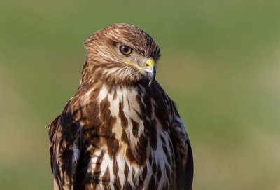 Common Buzzard