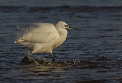 Little Egret