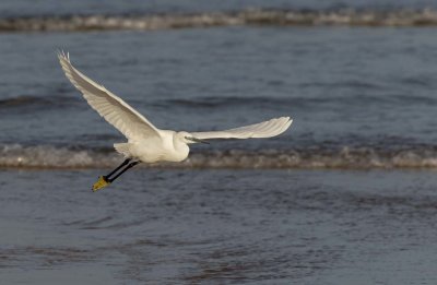 Little Egret