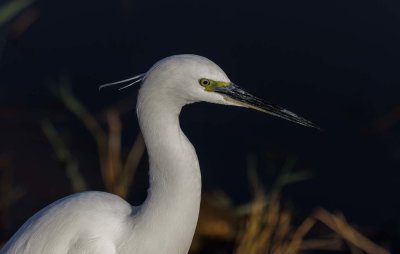 Little Egret