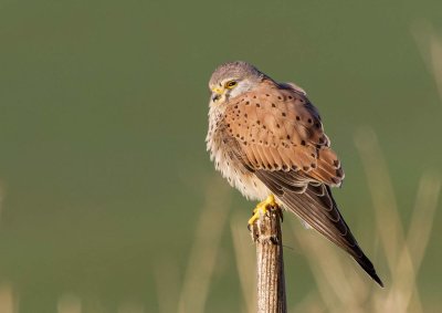 Common Kestrel