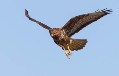 Common Buzzard