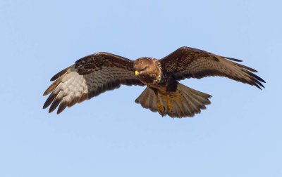Common Buzzard