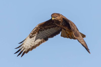 Common Buzzard