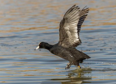 Common Coot