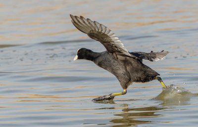 Common Coot