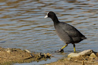 Common Coot