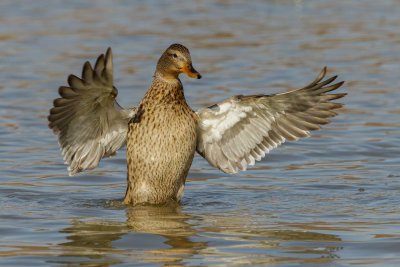 Mallard