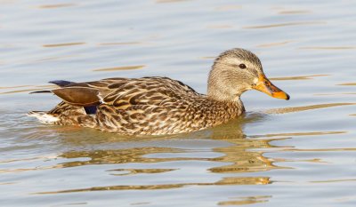 Mallard ברכיה