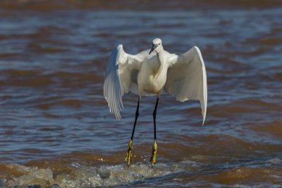 Little Egret