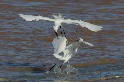 Little Egret