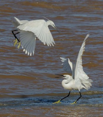 Little Egret