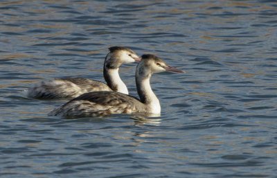 Great Crested Grebe