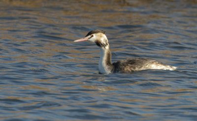 Great Crested Grebe      טבלן מצוייץ