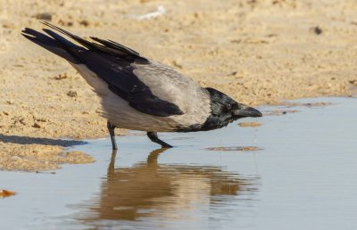 Hooded Crow