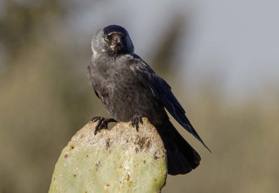 Eurasian Jackdaw