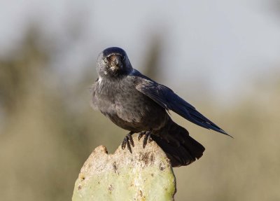 Eurasian Jackdaw