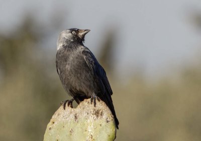 Eurasian Jackdaw