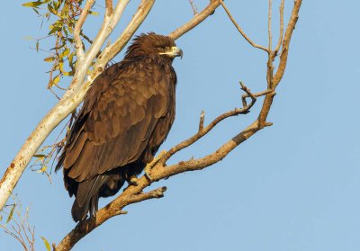 Greater Spotted Eagle