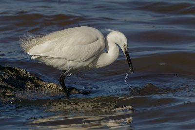 Little Egret