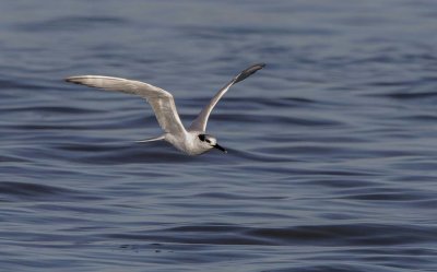Sandwich Tern