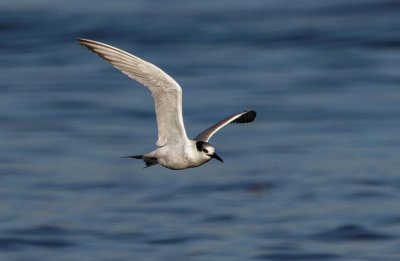 Sandwich Tern