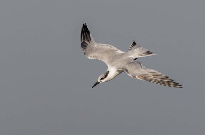 Sandwich Tern