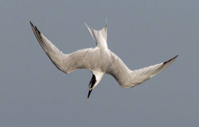 Sandwich Tern