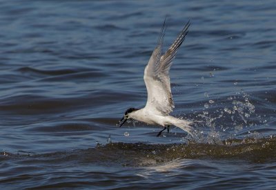 Sandwich Tern שחפית שחורת מקור