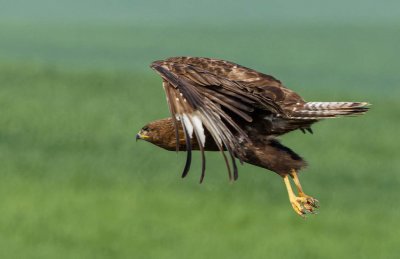 Common Buzzard