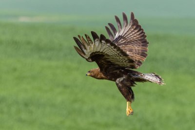 Common Buzzard