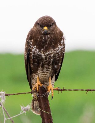 Common Buzzard