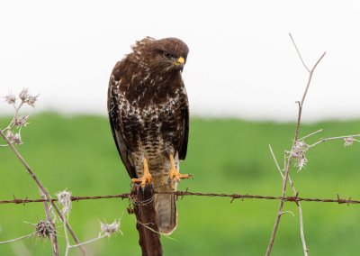 Common Buzzard