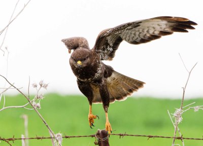 Common Buzzard