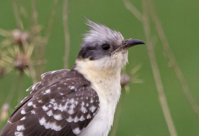 Great Spotted Cuckoo