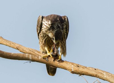 Peregrine falcon-young