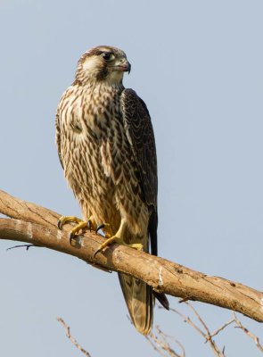 Peregrine falcon-young