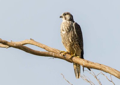 Peregrine falcon-young